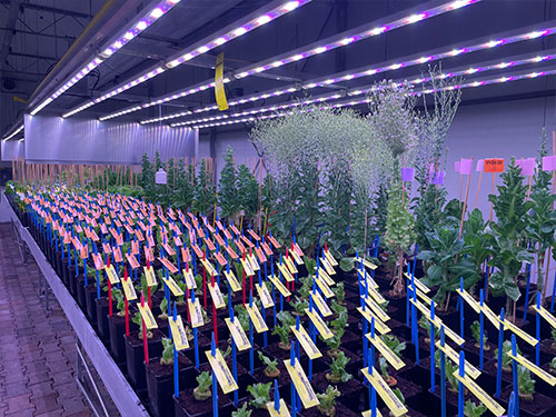 Speed Breeding Klimaat Kamers in Nederland
