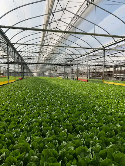 5 ha Floating Systeem in Mexico