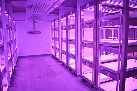 Growing system