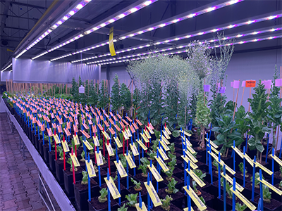 Breeding & Research