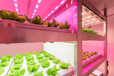 Speed Breeding