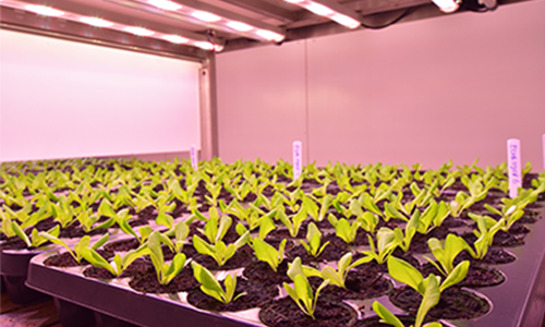 Commercial In-House Propagation