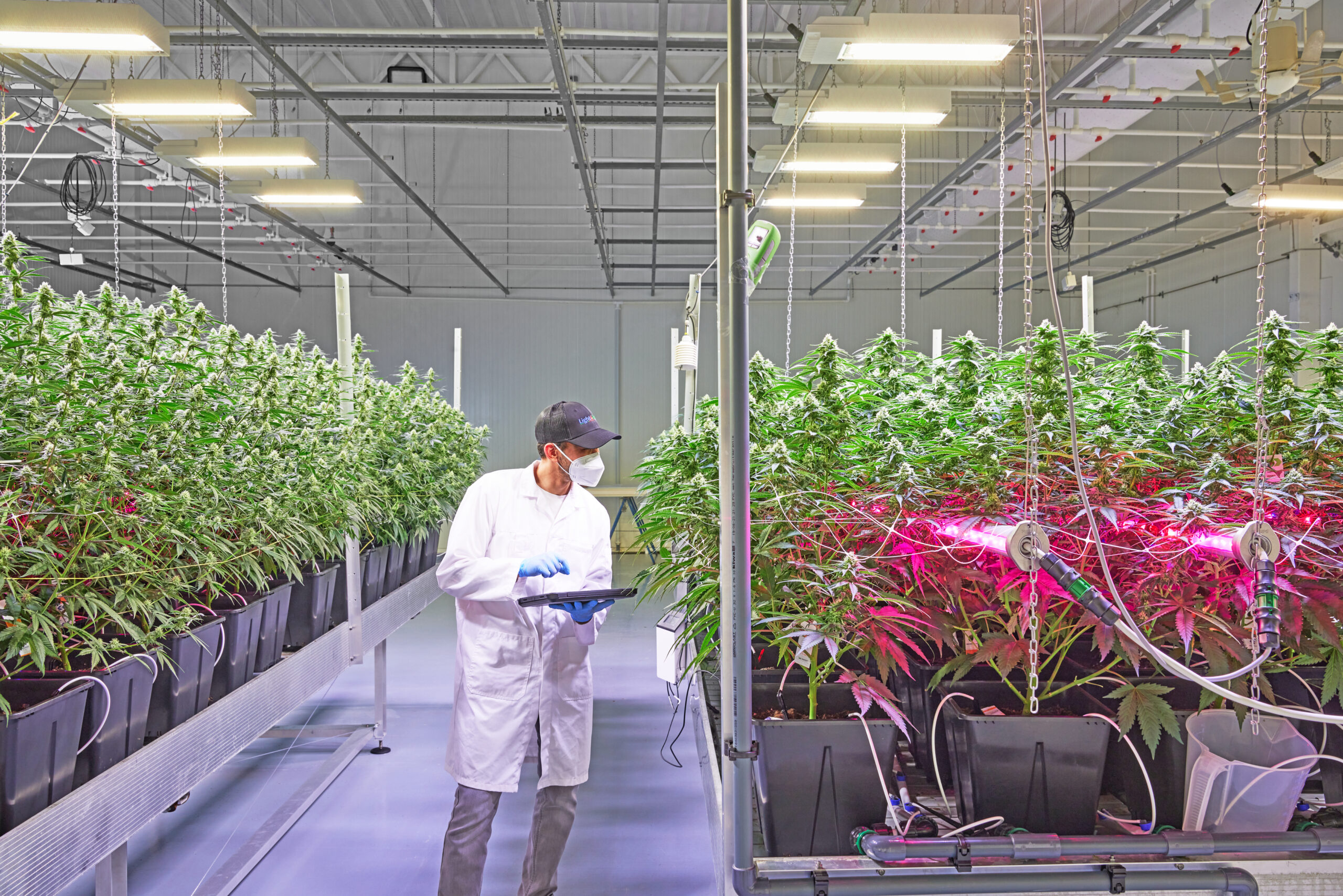 Medicinal Crops