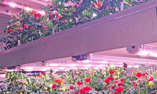 Indoor Farming