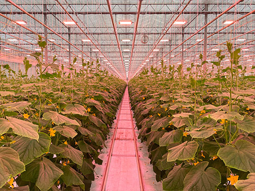 Growlights for cucumbers in Switzerland