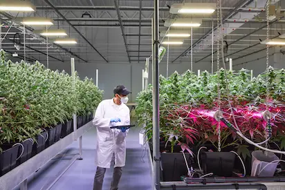Climate Chambers for Medicinal Crops in Netherlands