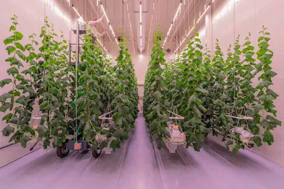 Climate Chambers for Speed Breeding in Netherlands