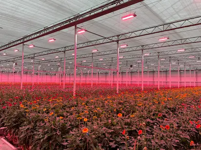 Growlights in Germany