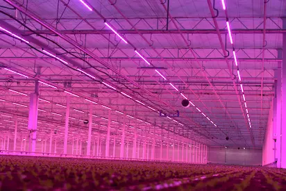 Growlights in Poland